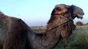 Харкающий верблюд 2