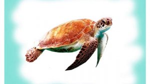 Развивающие карточки для детей - обитатели морей и океанов