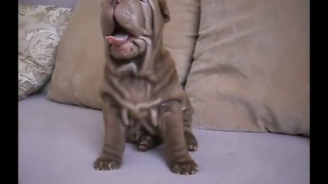 Очаровашка смотреть онлайн