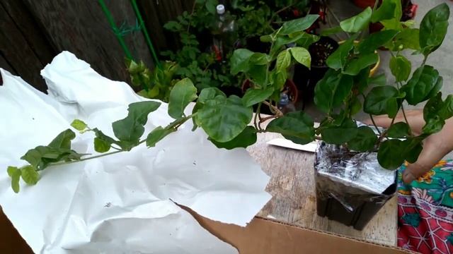Unboxing of Jasminum Sambac l Arabian Jasmine l Mogra Plant l смотреть онлайн