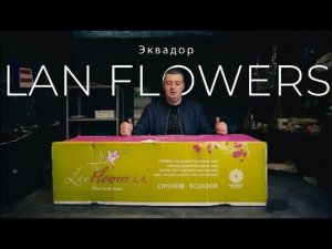 Роза, сорт Explorer, 70 см. | Плантация Lan Flowers, Эквадор