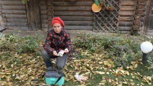Осенняя обработка хвойных от болезней