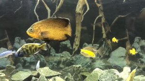 Большой красивый аквариум с цихлидами