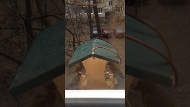 Зеленушка
