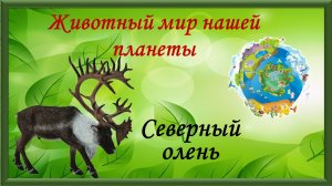 Животный мир нашей планеты. Северный олень