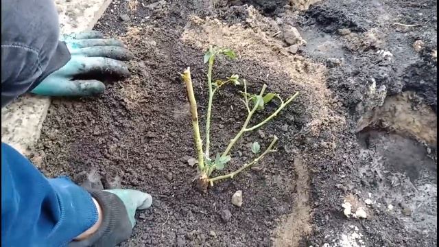 Жилой дом в г. Лиски Воронежская область. Преимущества двора 3. Осенние работы в саду (часть№1) смотреть онлайн