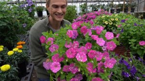 'Headliner' Sky Petunias - Try these New Plants!