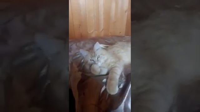 The best of the best Maine Coon kitty. Мейн-кун. Самая великолепная кошечка Мейн-кун в 5.5 месяцев.