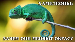 ХАМЕЛЕОНЫ: Самые разноцветные ящерицы в мире | Интересные факты про хамелеонов, рептилий и животных