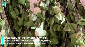 Заготовки березовых веников