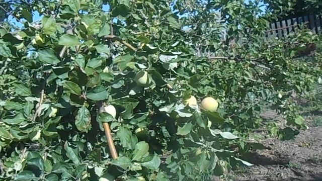 Для чего делать летнюю обрезку деревьев.Мои ошибки,погубившие деревья.