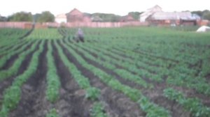 самодельный мотоблок и самодельный окучник