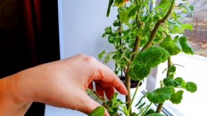 Осенняя обрезка герани.Как омолодить старую герань.