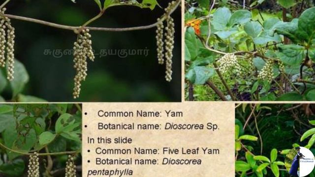 🌷99 Flowers by Kabilar in Kurinji Song | குறிஞ்சி பாடலில் கபிலர் குறிப்பிட்ட 99 மலர்கள் / பூக்கள் смотреть онлайн