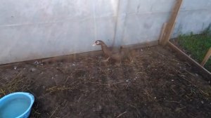 Почему петухи в 2-х месячном возрасте кукарекают?