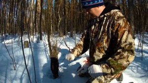 Солонец на зайца зимой