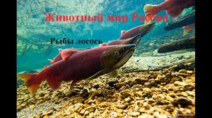 Рыбы. Лосось