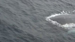 Любопытный кит в океане - whale in ocean