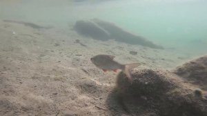 Примеры съемки GoPro Hero 7 Black под водой. Рыбка. Сауна