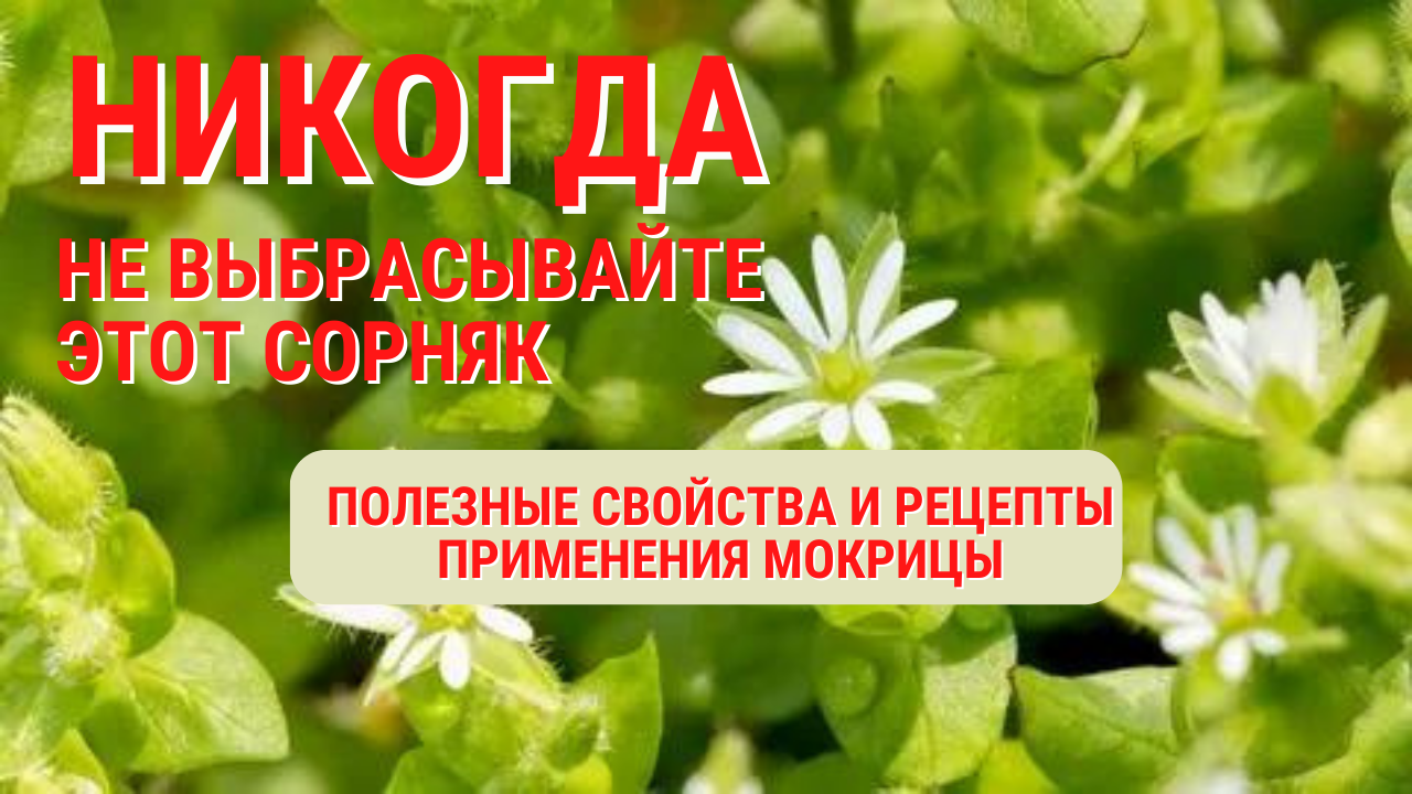 НЕ ВЫБРАСЫВАЙТЕ ЭТОТ СОРНЯК, ПОКА НЕ УЗНАЕТЕ! Мокрица польза и вред. ПОЛЕЗНЫЙ РЕЦЕПТ.Мокрица.