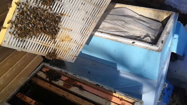 Зимовка матки в изоляторе. смотреть онлайн