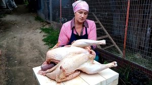 ЗАБОЙ ИНДЮКОВ. Как получить 20 кг за 4.5 месяца.