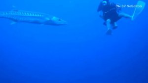 Большая барракуда (Sphyraena barracuda)