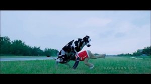 Антибрык для буйных коров