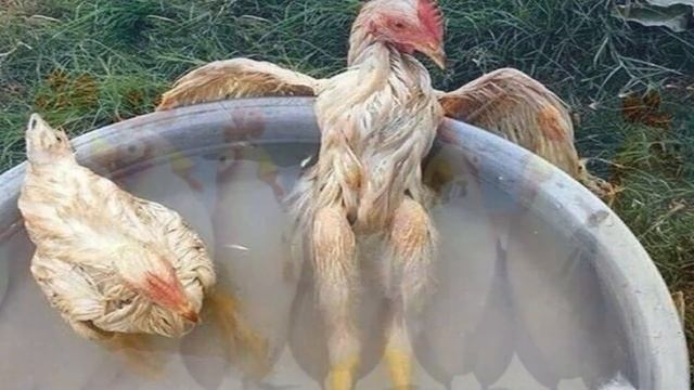 КУРИЦА