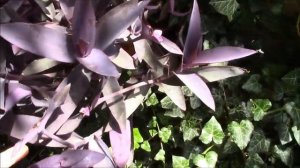 Сеткреазия!  Роскошное растение! Как размножать сеткреазию!?