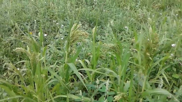 про мое просо смотреть онлайн