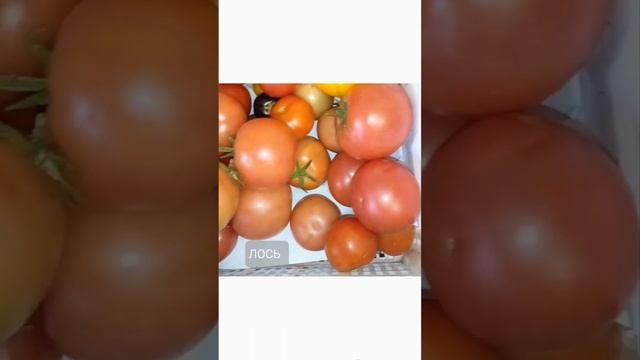 Томат Мамонтенок, Лось F1, Пень F1, дегустация и обзор