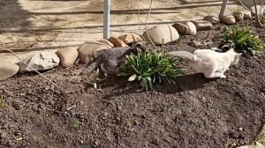 Переезд под Краснодар. Станичная жизнь март.