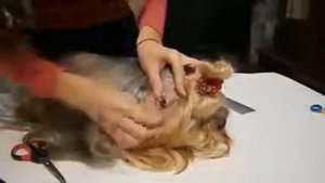 Чистим ушки Йорку| как правильно ухаживать за ушами Йорков