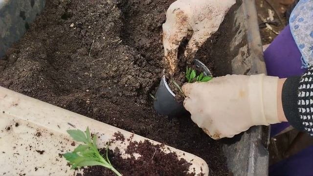 пикирую бархатцы Тайшан!!!