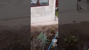 Отзыв на КФХ Кабановых, плодопитомник Октябрьский