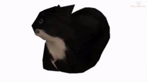 Maxwell CAT / 10 Hours / 10 ЧАСОВ