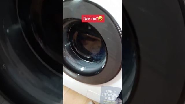 Вот почему Смешное видео про стиральную машину становится вирусным
