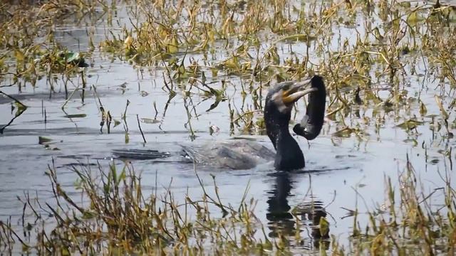 Cormorant trying to gulp down its food смотреть онлайн