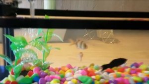 Настольный мини аквариум органайзер [Аквариум  с подсветкой  и часами]. Видеообзор. С Подарком