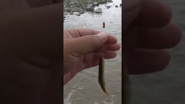 Fishing z man chatterbait @Fishing power terraria @Fishing zones wow classic @Fishing 6 mile creek