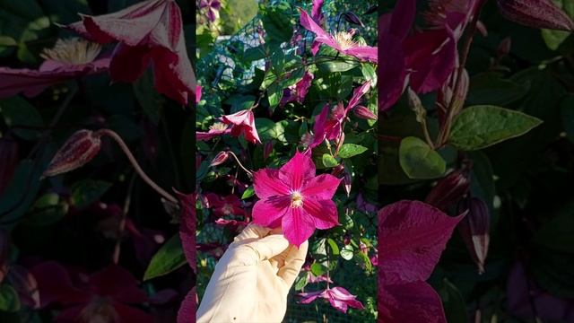 клематис Стар оф индия, 3гр обрезки, север