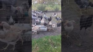 Куры породы чёрный австралорп, русская хохлатая и загорская лососевая.