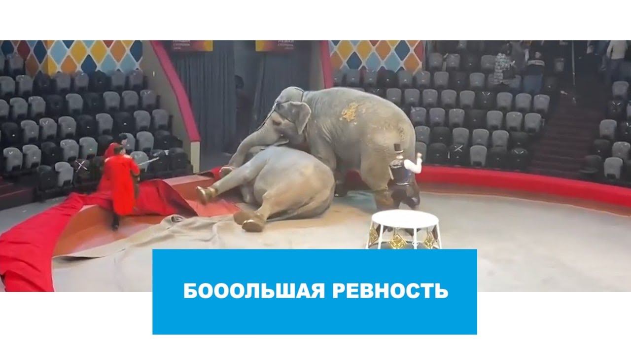 Драка слонов в Казанском цирке