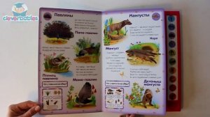 Азбукварик. Животные джунглей. Видео-обзор