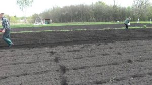 Посадка картошки под мотоблок 2021 новый вариант!!!