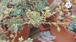 8 GÊNEROS DE SUCULENTAS que FLORECEM NO INVERNO SEDEVERIAS,  CRASSULAS, SEDUNS, GRAPTOPETALUM ...