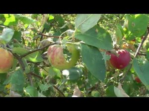 яблоня Масловское