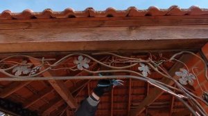 Как оживить нашу беседку с помощью винограда. Обрезка винограда.