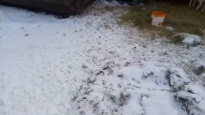 ЯНВАРЬ -25 мороза и холодное содержание на выгуле коз,свиней и остальных животных!!!